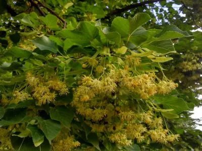 Tilia platyphyllos - Die Lindenblüte - OLAF® der elefantastische Nasensauger